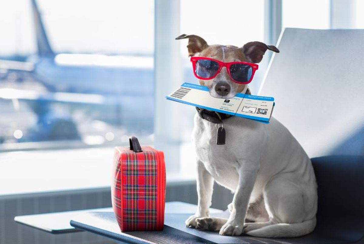 Viajar con mascotas en avión tiene sus requisitos. / Stock Viajar con mascotas en avión tiene sus requisitos. / Stock 