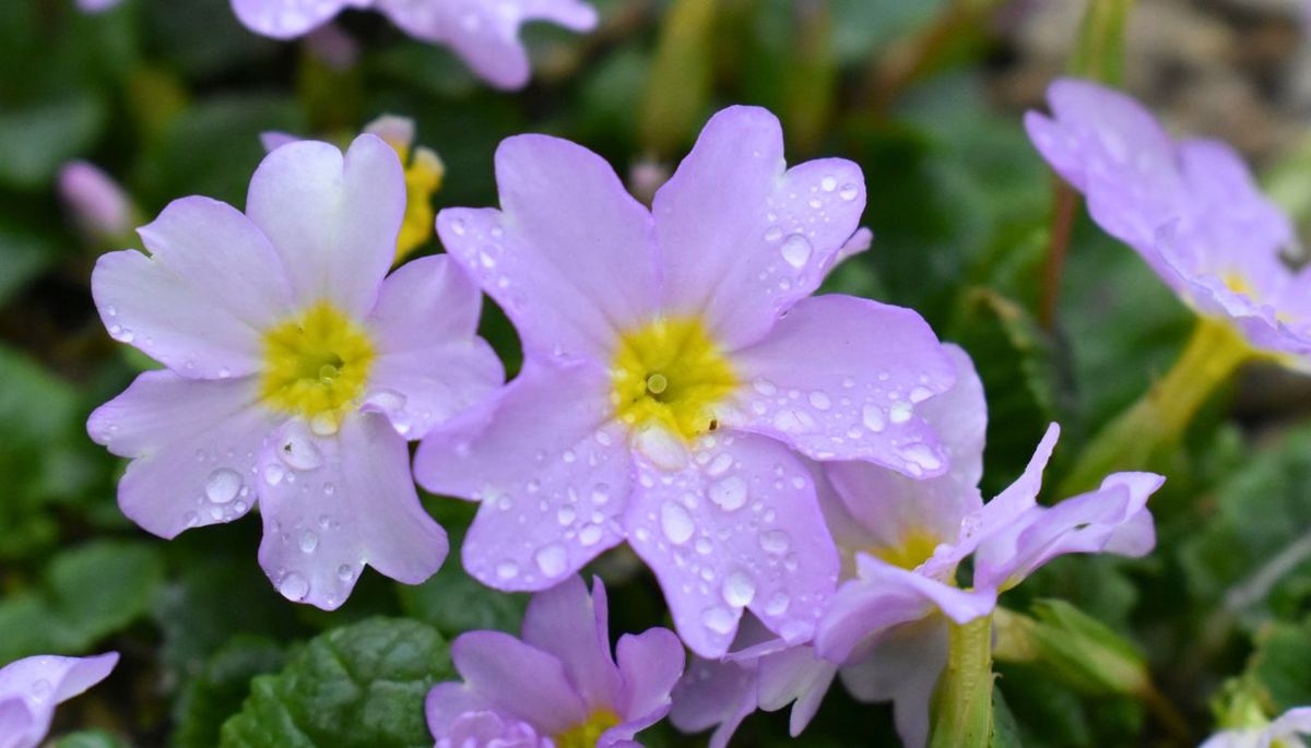 Ni pensamientos ni petunias: la planta con racimos delicados de flores que tolera el frío