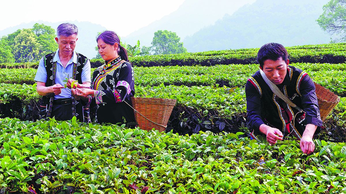 Los agricultores de la provincia de Yunnan recogen hojas de té para hacer Pu’er