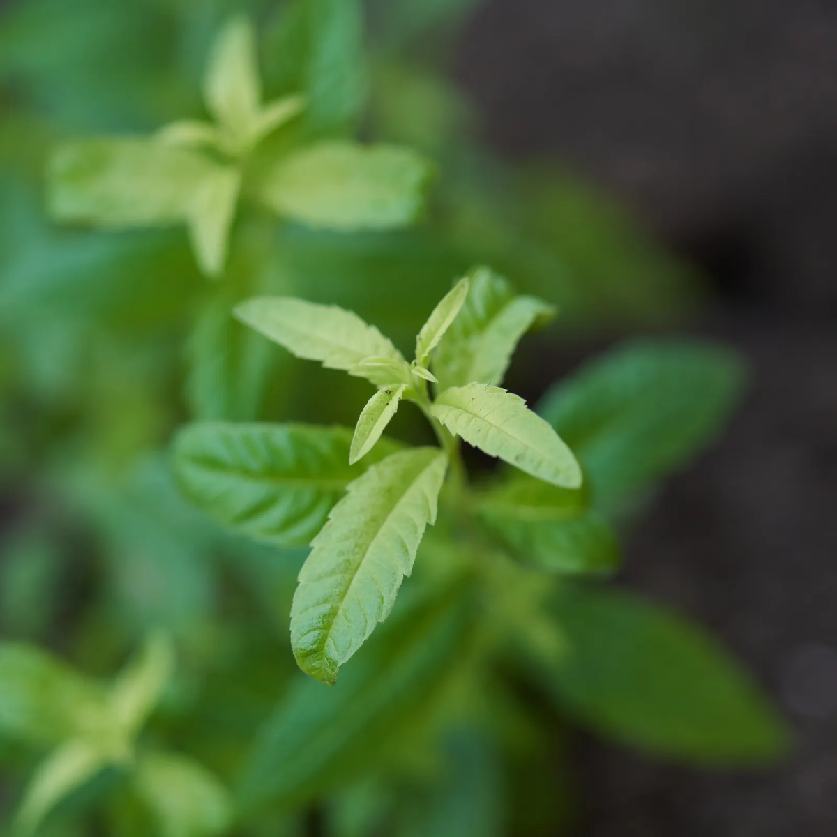 El cedrón sirve para solucionar multiples problemas.