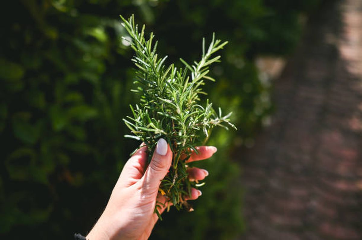 Esta planta debe cultivarse en otoño para disfrutar de sus beneficios en verano. Esta planta debe cultivarse en otoño para disfrutar de sus beneficios en verano.