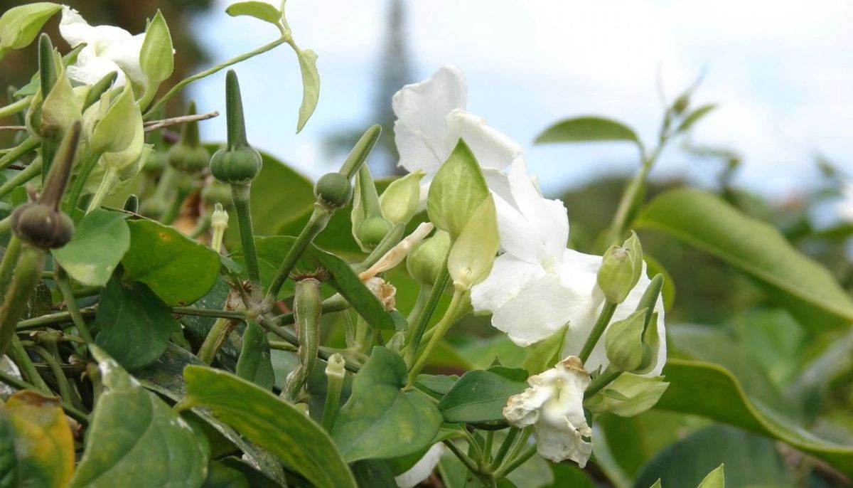 Ni petunia ni jazmín: la planta trepadora que tiene flores perfumadas y transforma el jardín en un paraíso