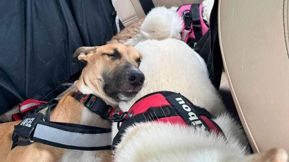 Los perros de la pareja siempre viajan cómodos en el auto y con el cinturón colocado. Los perros de la pareja siempre viajan cómodos en el auto y con el cinturón colocado.