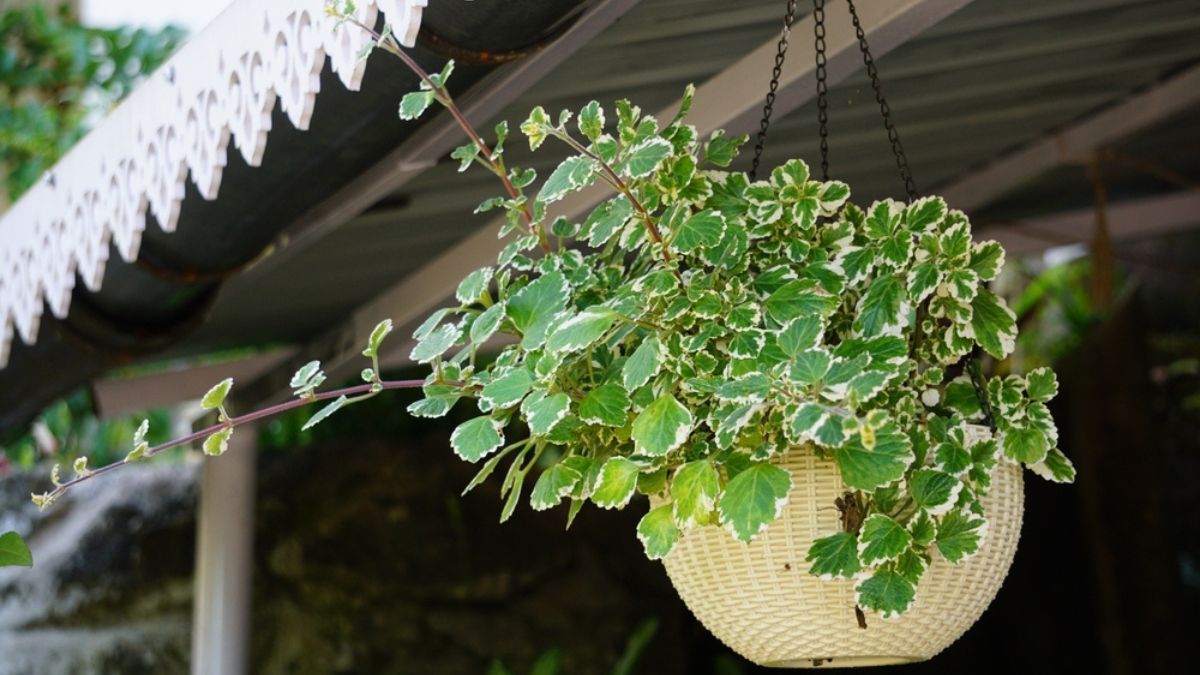 Cuáles son los lugares sagrados para colocar una maceta con la planta del dinero, según el Feng Shui