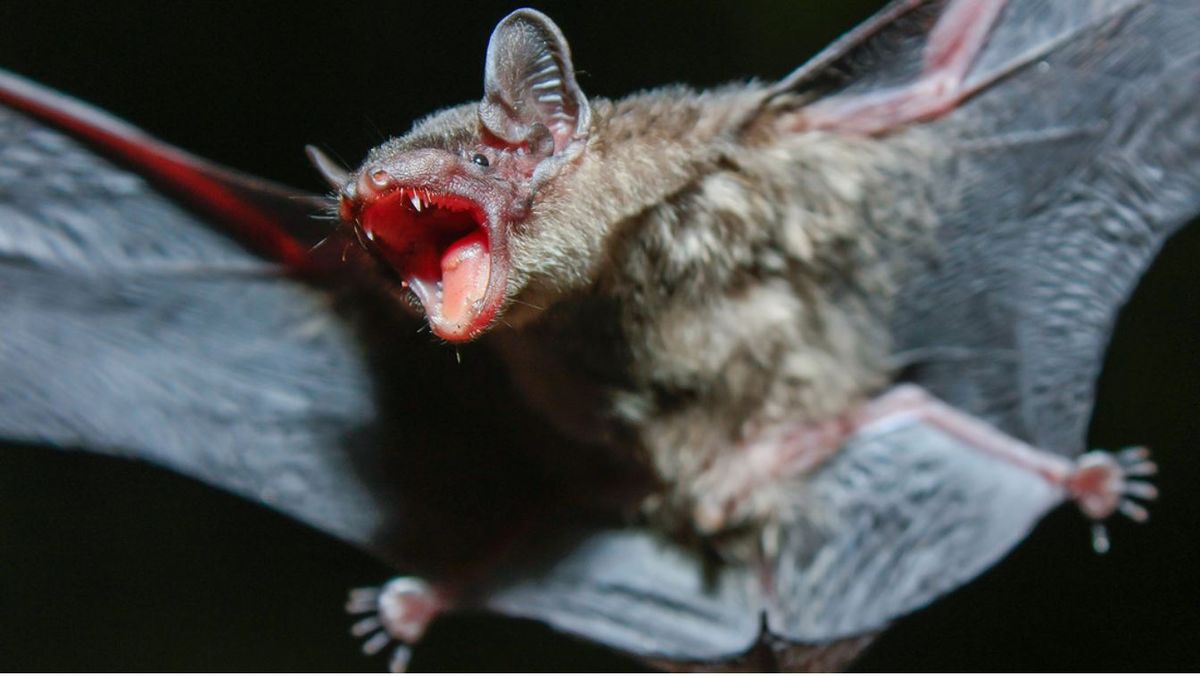 ¡Qué hace! Una influencer se grabó comiendo murciélagos.