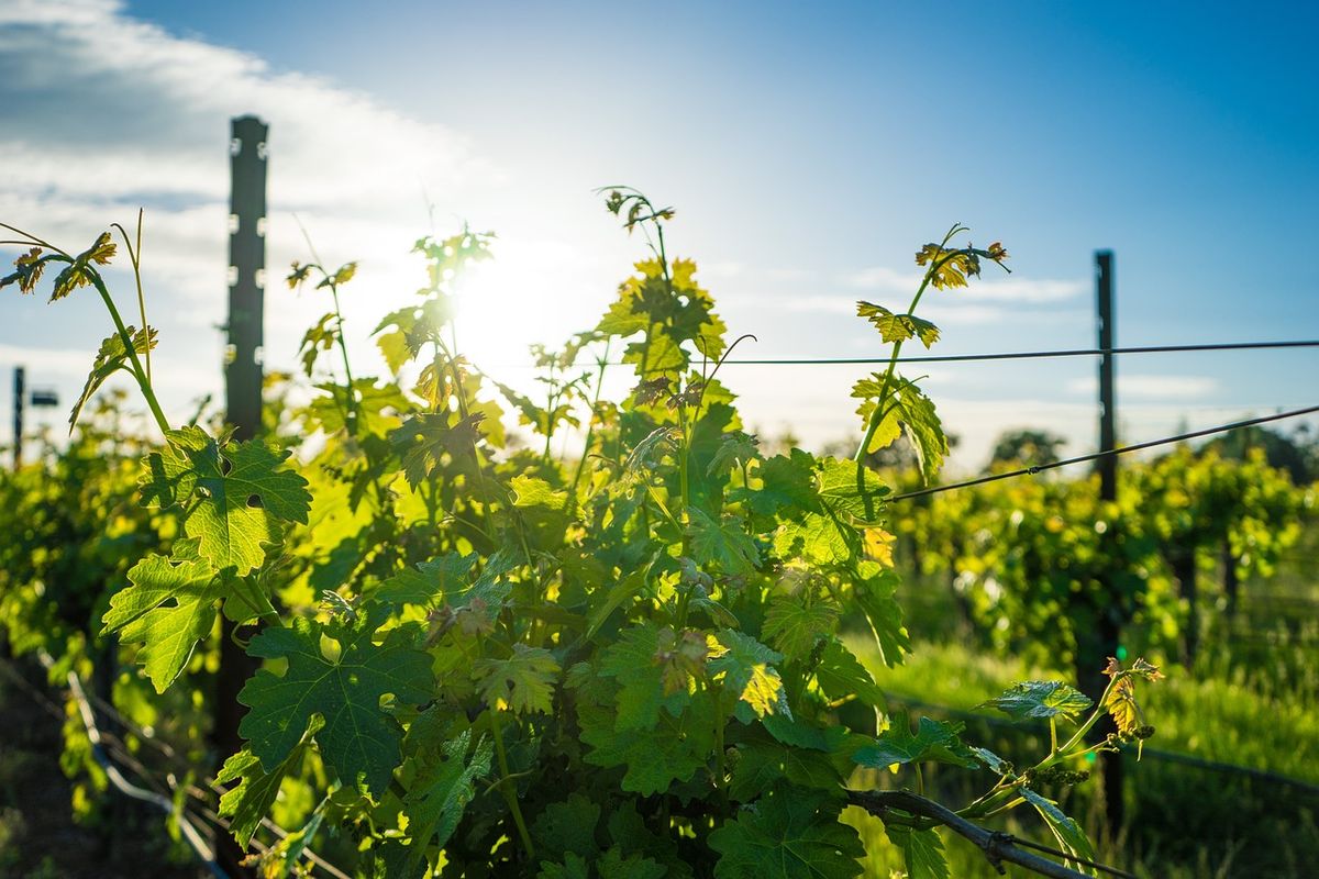 California se convirtió en el primer estado en promulgar regulaciones de seguridad por calor al aire libre en 2005 por ejemplo los trabajadores de la vid en Napa Valley suelen pasar muchas horas trabajando bajo el sol. Crédito: Pixabay. California se convirtió en el primer estado en promulgar regulaciones de seguridad por calor al aire libre en 2005 por ejemplo los trabajadores de la vid en Napa Valley suelen pasar muchas horas trabajando bajo el sol. Crédito: Pixabay.