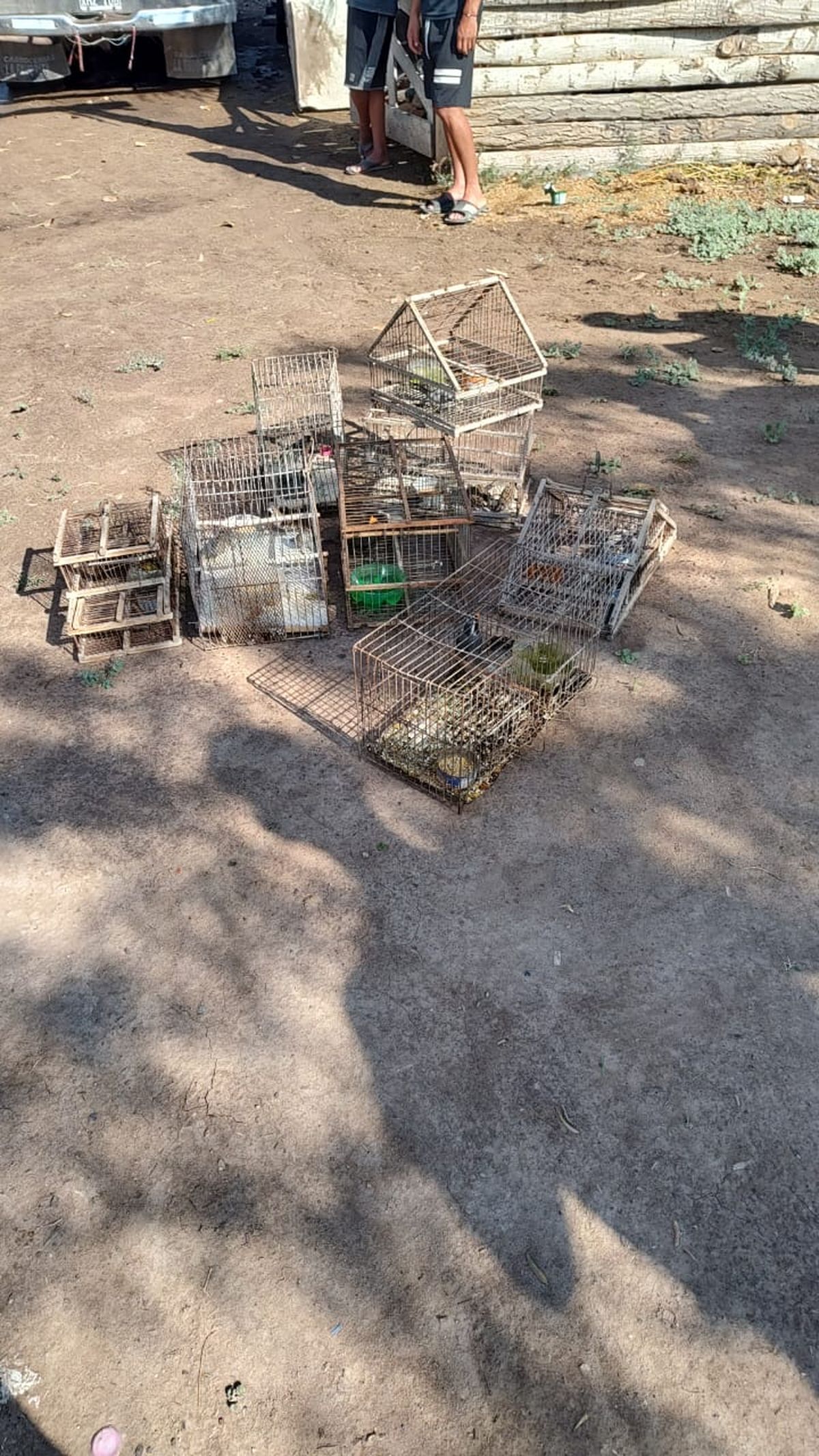 El hombre tenía 12 aves autóctonas escondidas en una casa de Lavalle. El hombre tenía 12 aves autóctonas escondidas en una casa de Lavalle.