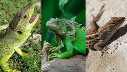 Diferencias y similitudes entre reptiles&nbsp;