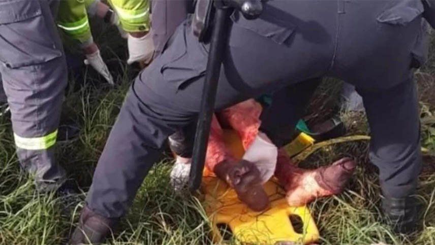 Se metió a robar a una casa, dos perros lo mataron y hubo que sacrificar a uno