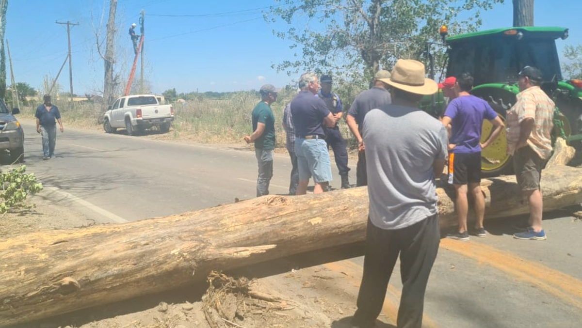El árbol que mató a Daniel Molina en la madrugada del domingo. Foto: Marcela Navarro.(Canal 7)