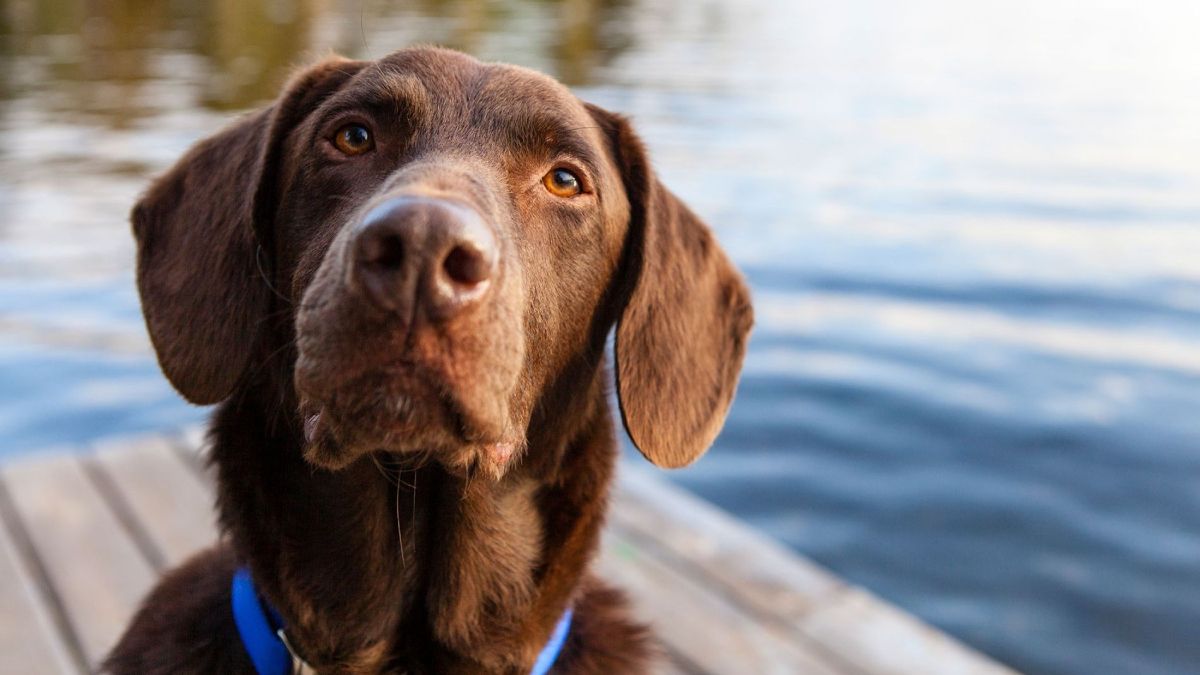 Las cosas que no le gusta y enojan a tu perro. Las cosas que no le gusta y enojan a tu perro.