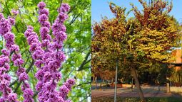 ¿Quieres aprender a cuidar el árbol del amor en maceta?