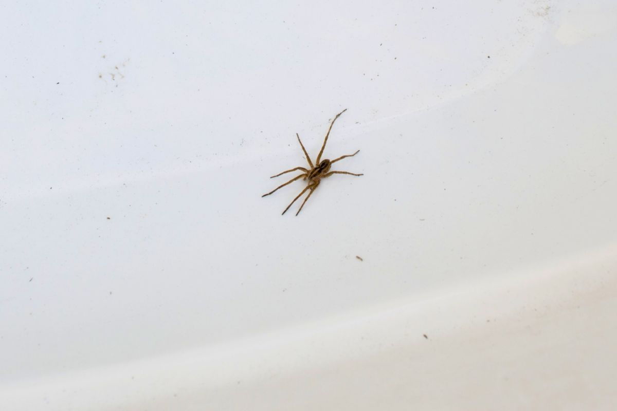 Es normal que hayan en casa este tipo de arañas. Es normal que hayan en casa este tipo de arañas.