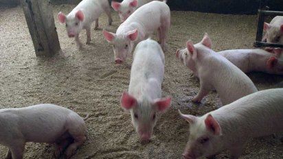 Emiratos Árabes Unidos aceptó la propuesta de certificado sanitario para la exportación de carne de cerdo refrigerada y congelada desde la Argentina.