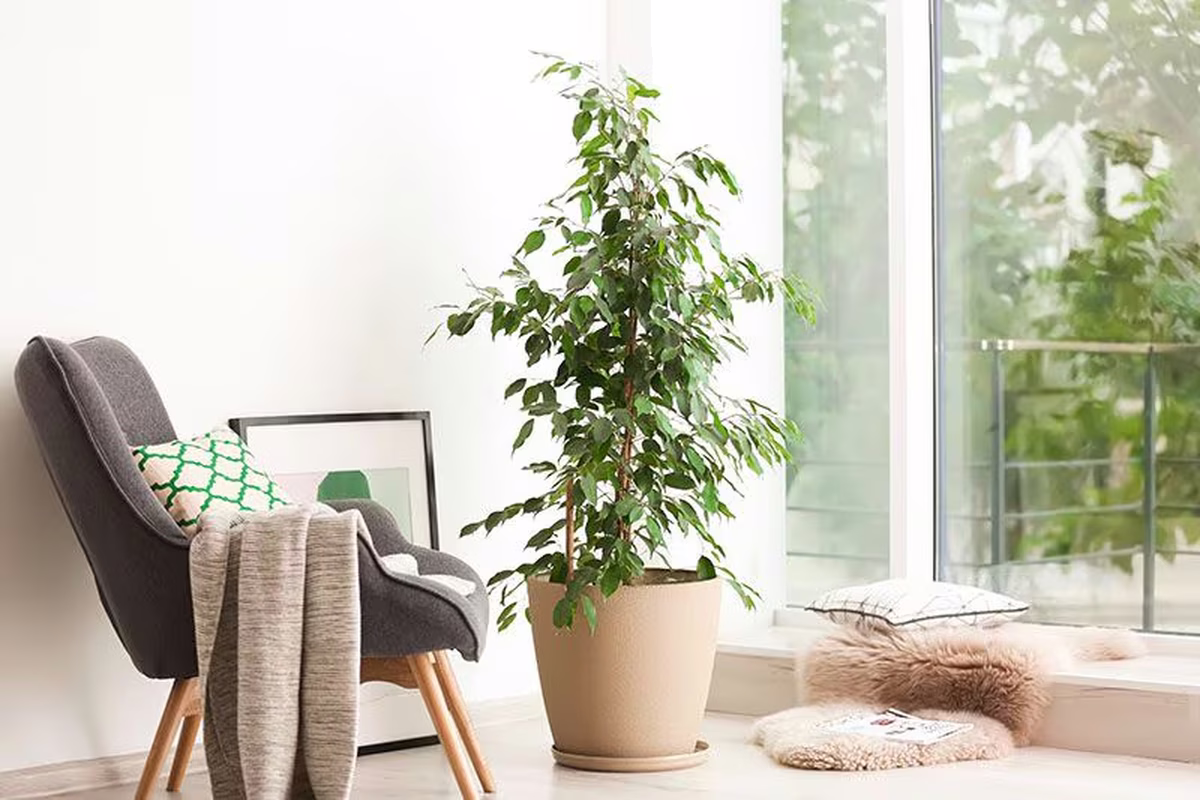 El ficus es una planta muy considerada en los distintos hogares El ficus es una planta muy considerada en los distintos hogares