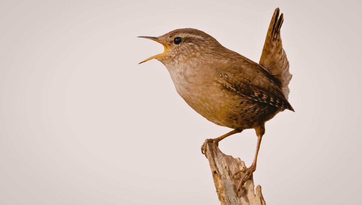 Hablan y se quejan: qué es lo que dicen las aves cuando abren el pico
