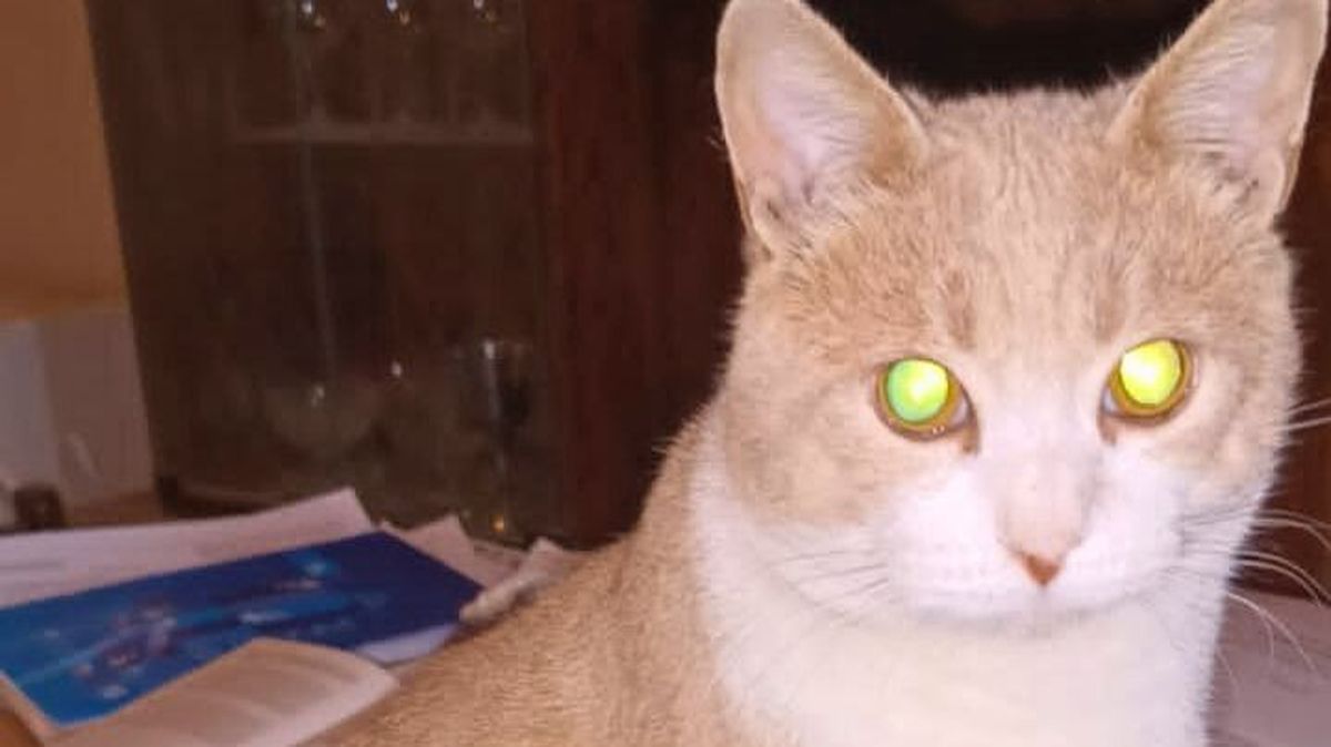 Los flayers no se hacen esperar: Diana busca a su gato y ofrece recompensa.