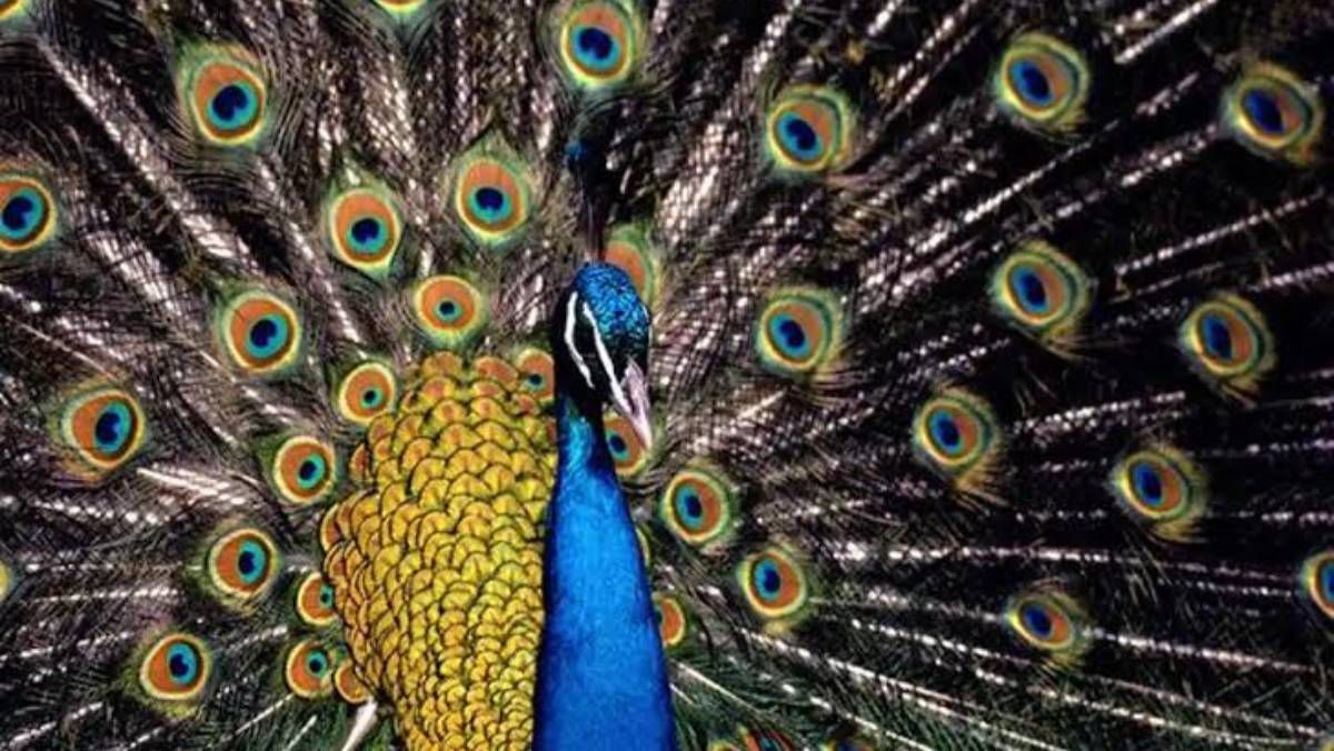 Pocos conocen cómo se llama la cría del pavo y la RAE lo confirmó