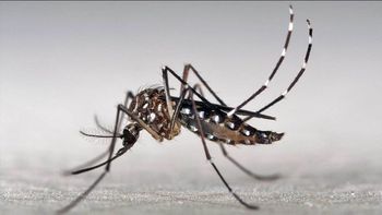 Por qué un mosquito provocó el cierre del paso a Chile por 24 horas Por qué un mosquito provocó el cierre del paso a Chile por 24 horas