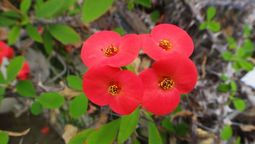 Corona de Cristo: cómo cuidar esta planta para que dé sus hermosas flores rojas