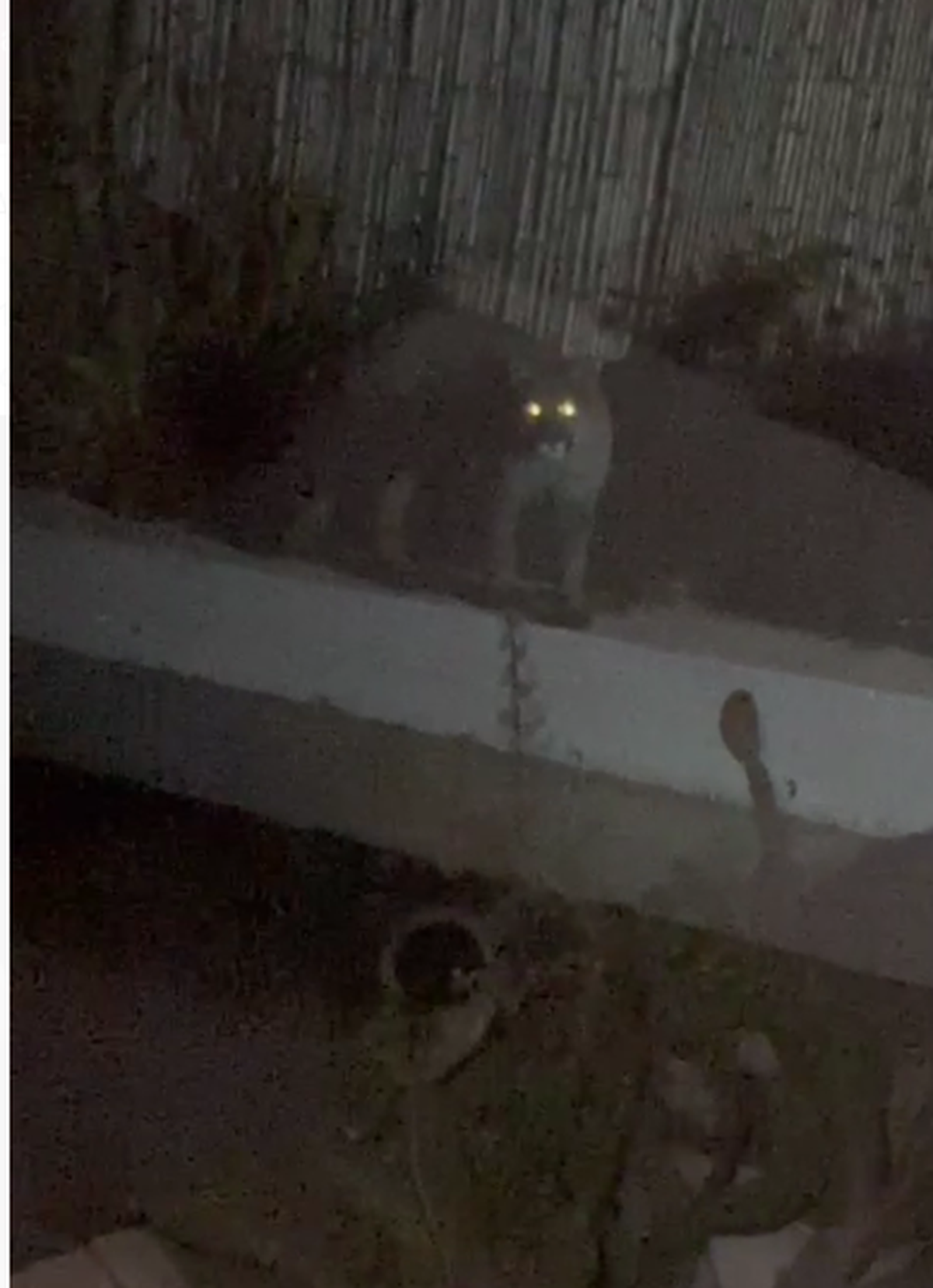 El puma quedó filmado en un video. El puma quedó filmado en un video.