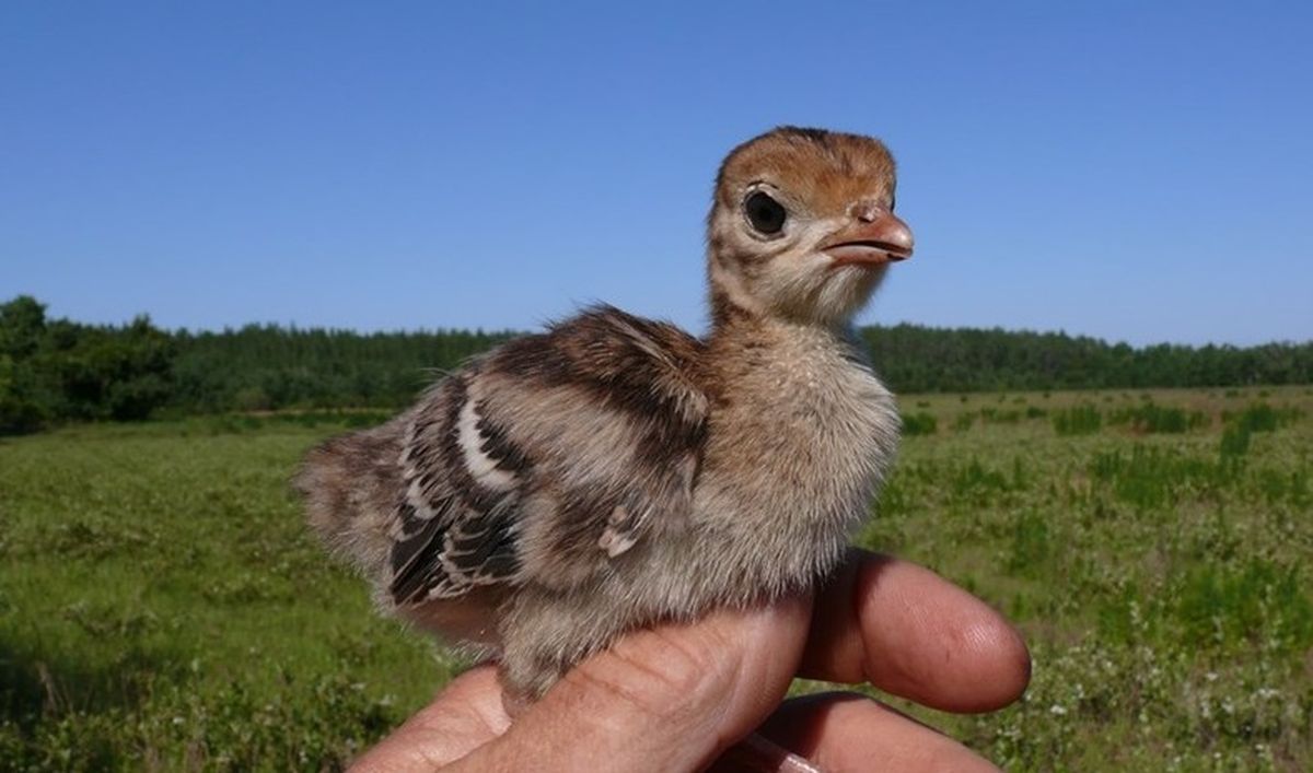 ¡Los animales recién nacidos son pura ternura!