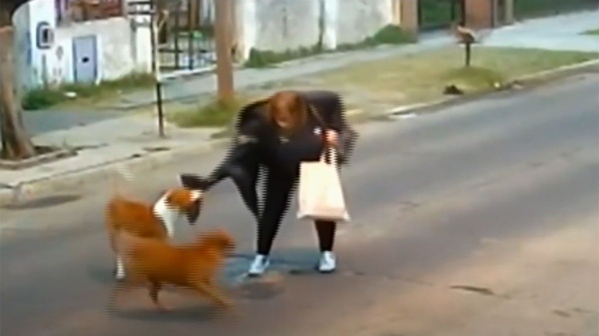 Ataque de animales: una mujer fue mordida por tres perros