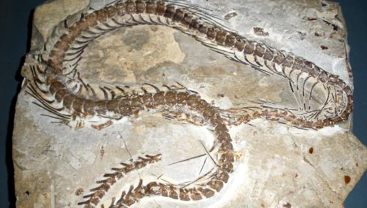 El descubrimiento de una milenaria serpiente que cambia la historia de la evolución El descubrimiento de una milenaria serpiente que cambia la historia de la evolución
