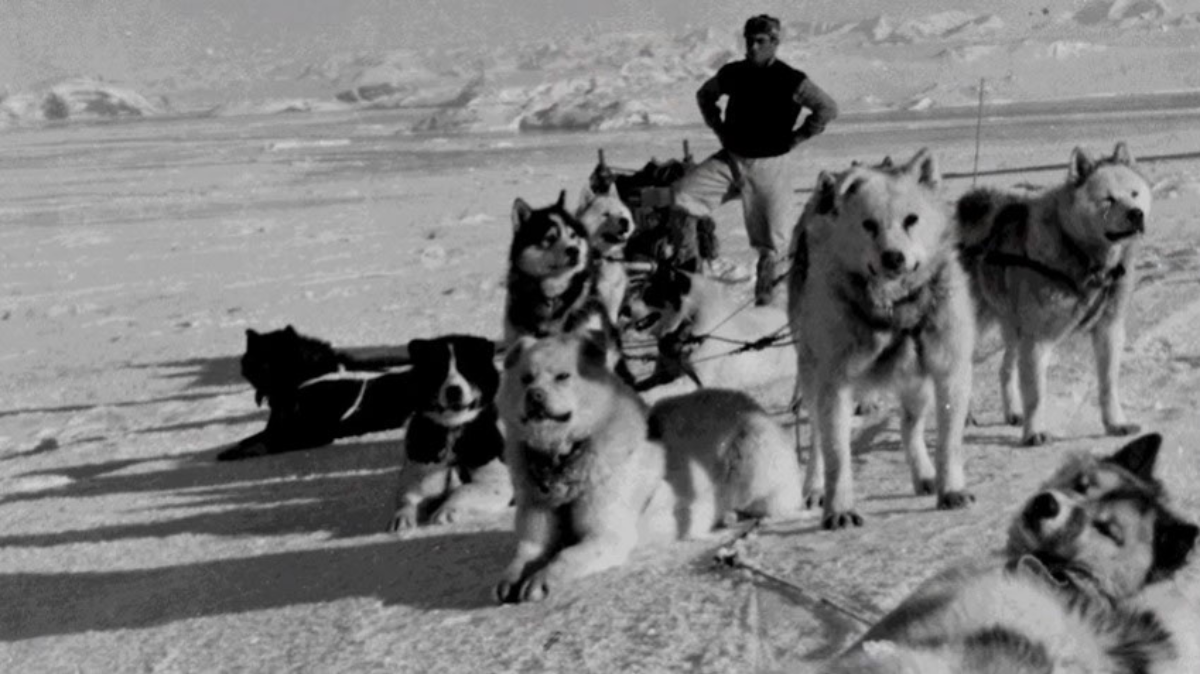Los Perros Polares Argentinos permitían desplazarse de forma rápida y barata por la Antártida. Foto: Fundación Marambio (www.marambio.aq)