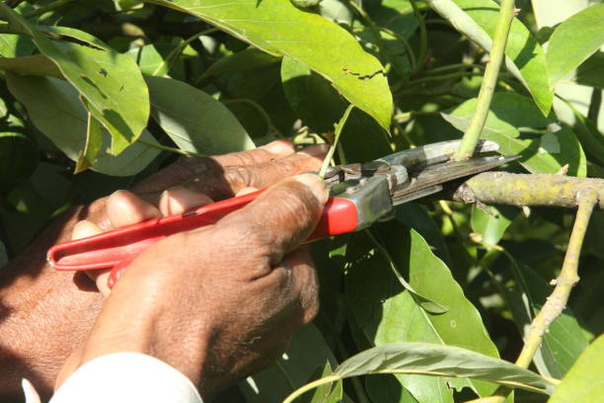 Cuándo podar el árbol de palta, según expertos en jardinería. Cuándo podar el árbol de palta, según expertos en jardinería.