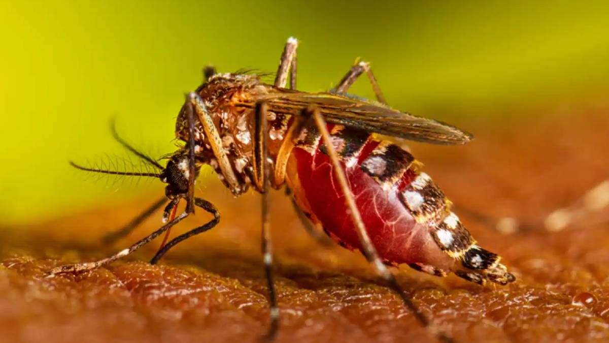 El Iscamen logró producir mosquitos estériles para disminuir el avance del dengue en Mendoza. En pocos meses hará una prueba liberándolos en un área determinada.