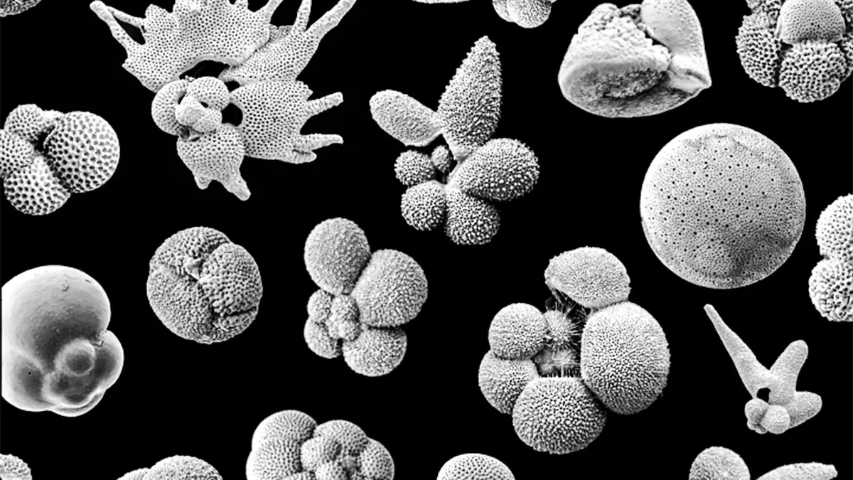 Fossils of planktonic foraminifera were the key to this discovery.