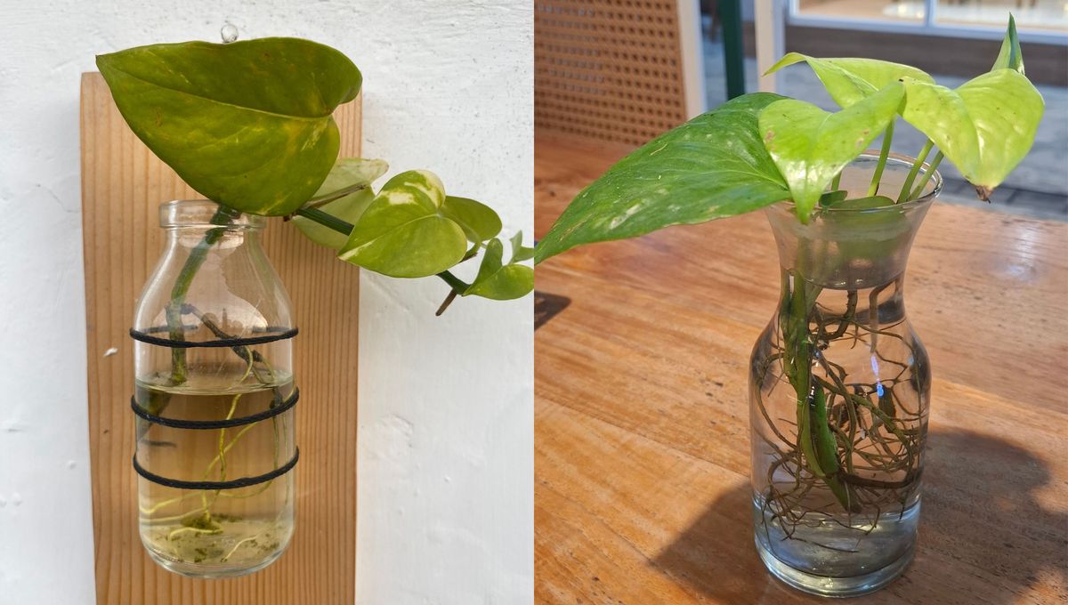 Paso a paso: cómo reproducir un potus en casa usando un frasco