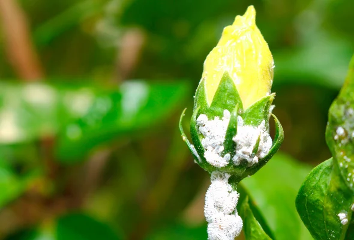 Así podría verse la cochinilla algodonosa en una planta de tu jardín. Así podría verse la cochinilla algodonosa en una planta de tu jardín.