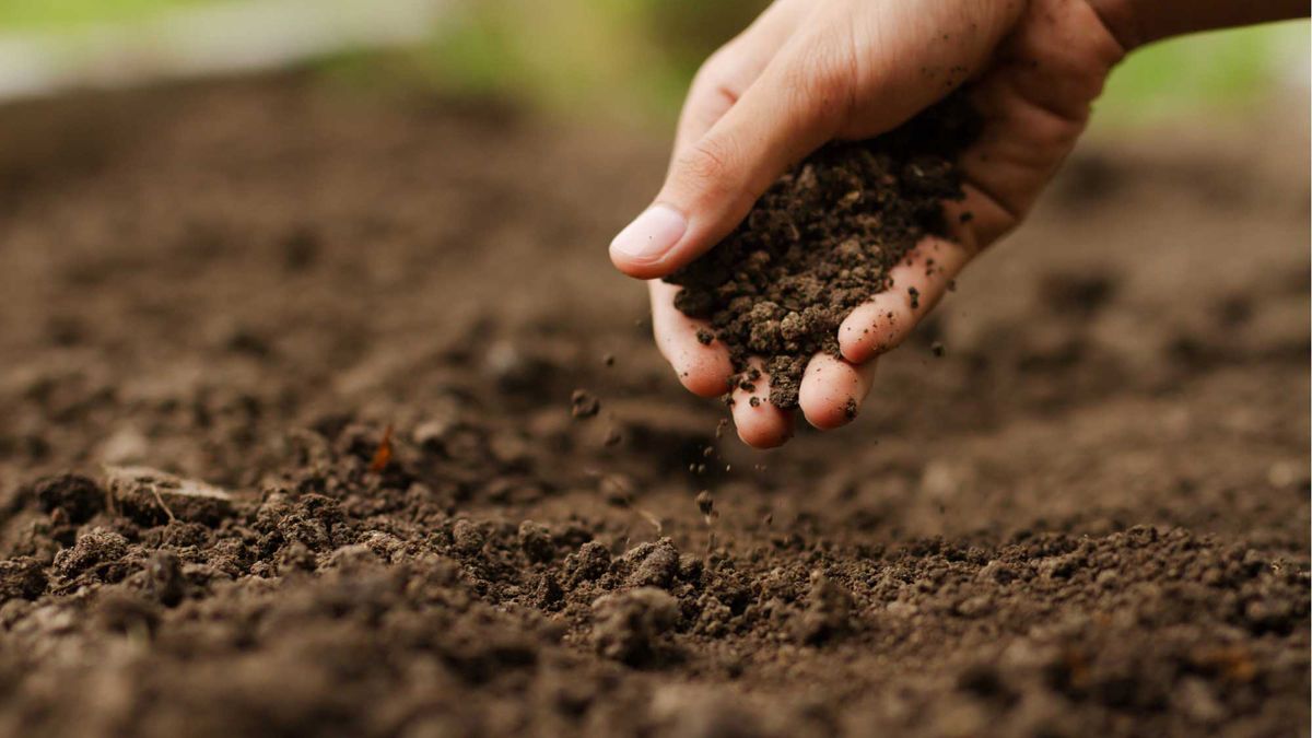Día Mundial del Suelo: expertos llaman a revisar la forma en que se produce alimentos a gran escala