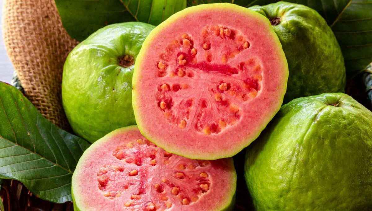 Gracias a sus propiedades nutritivas, se dice que la guayaba era consumida por los soldados durante la Segunda Guerra Mundial. Gracias a sus propiedades nutritivas, se dice que la guayaba era consumida por los soldados durante la Segunda Guerra Mundial.