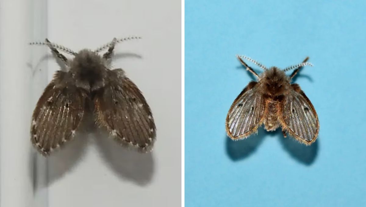 Polillas del baño. Polillas del baño.