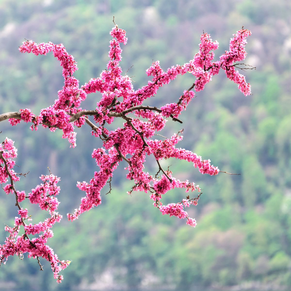 El árbol perfumado que es ideal para crear una cortina de flores en el jardín
