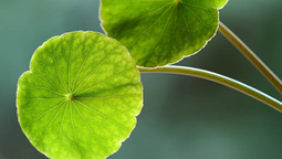Esta planta es de fácil cuidado y crece rápidamente.