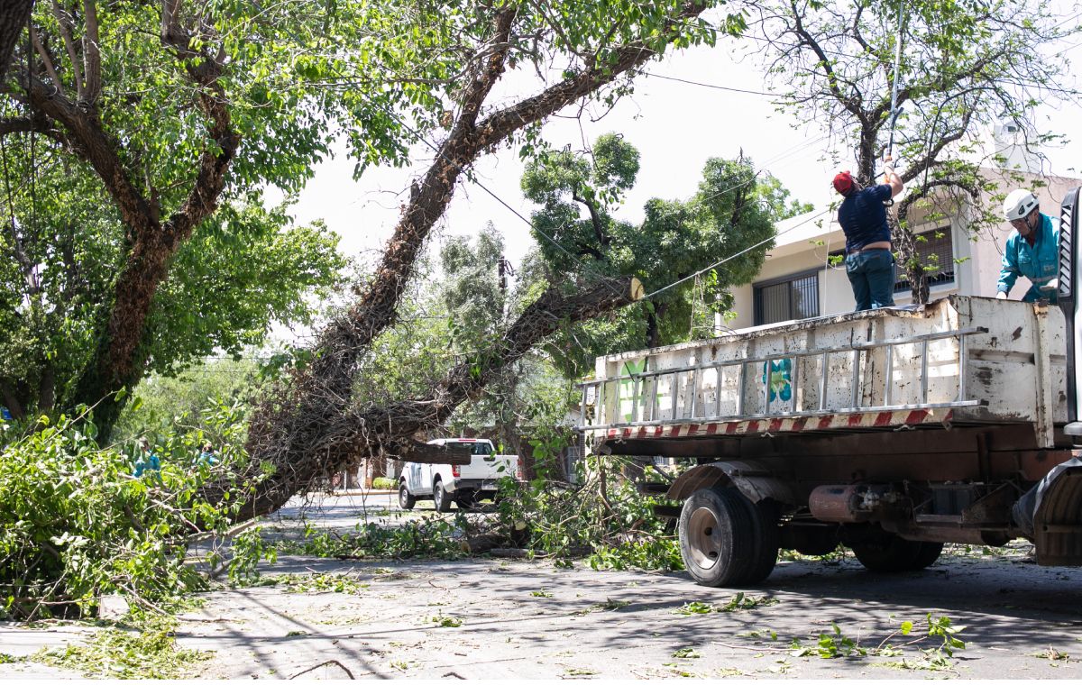 Las caídas de árboles fue una de las consecuencias de la tormenta eléctrica. Las caídas de árboles fue una de las consecuencias de la tormenta eléctrica.