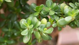 El secreto que guarda el ÁRBOL DE JADE y pocos conocen