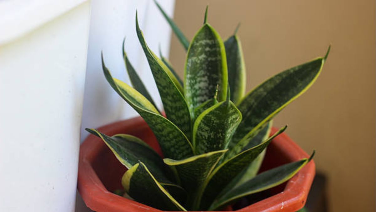 Aprende a limpiar las hojas de tu sansevieria o lengua de suegra.