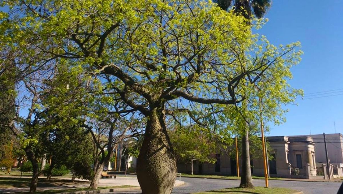 Cuidado y ubicación: elegir bien para evitar veredas levantadas o daños.