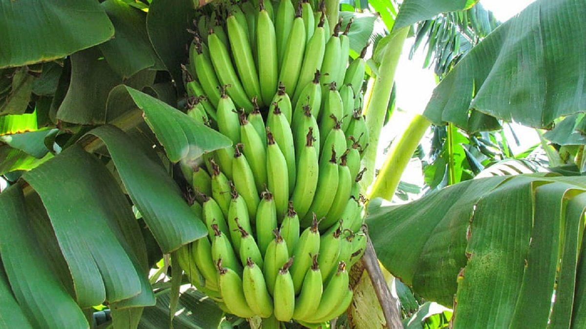India lidera la producción mundial de bananas.