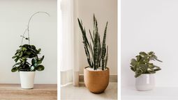 Test de personalidad: elige una de las plantas y descubre un rasgo oculto de tu personalidad