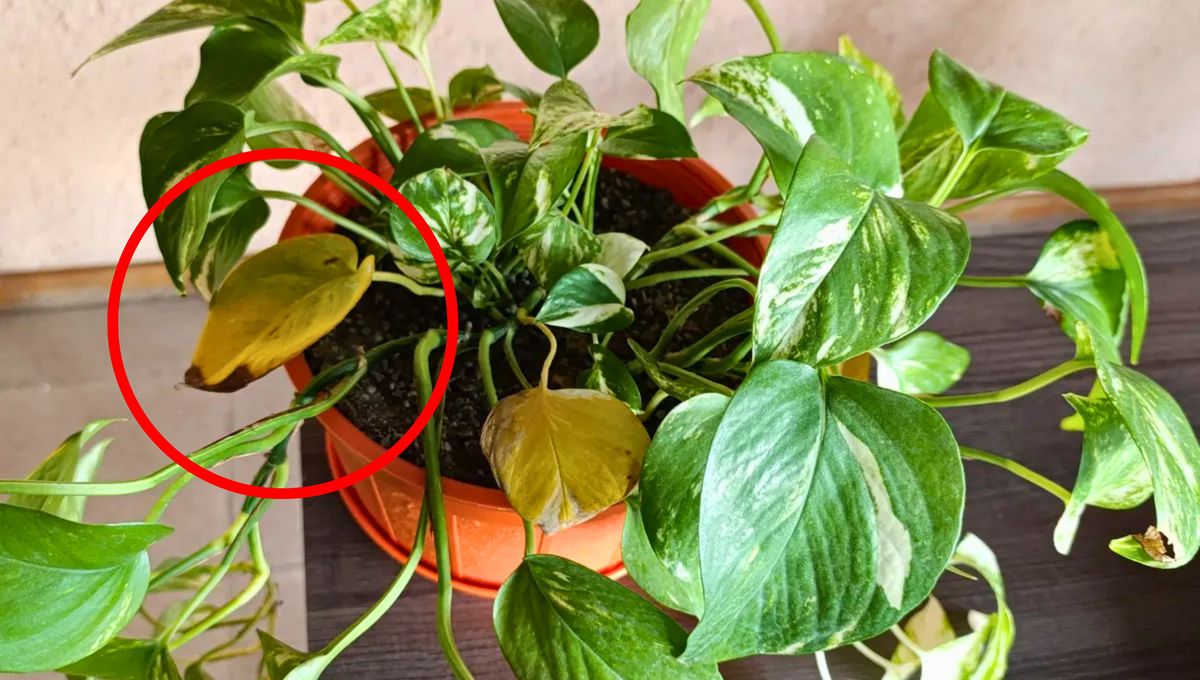 Cómo evitar las hojas amarillas en tu planta de potus durante los meses de verano