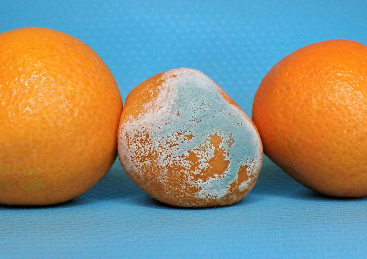 Una forma natural de espantar a las molestas hormigas&nbsp;