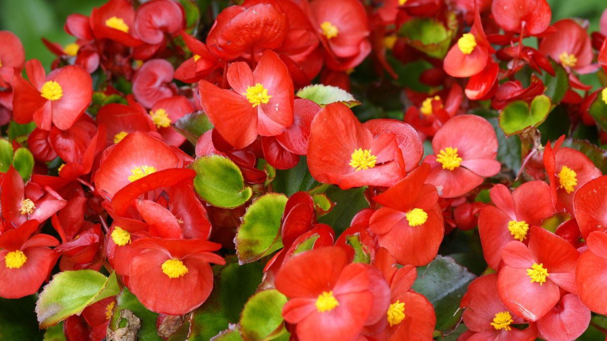 Las begonias son plantas ornamentales y de fácil cuidado. Las begonias son plantas ornamentales y de fácil cuidado.