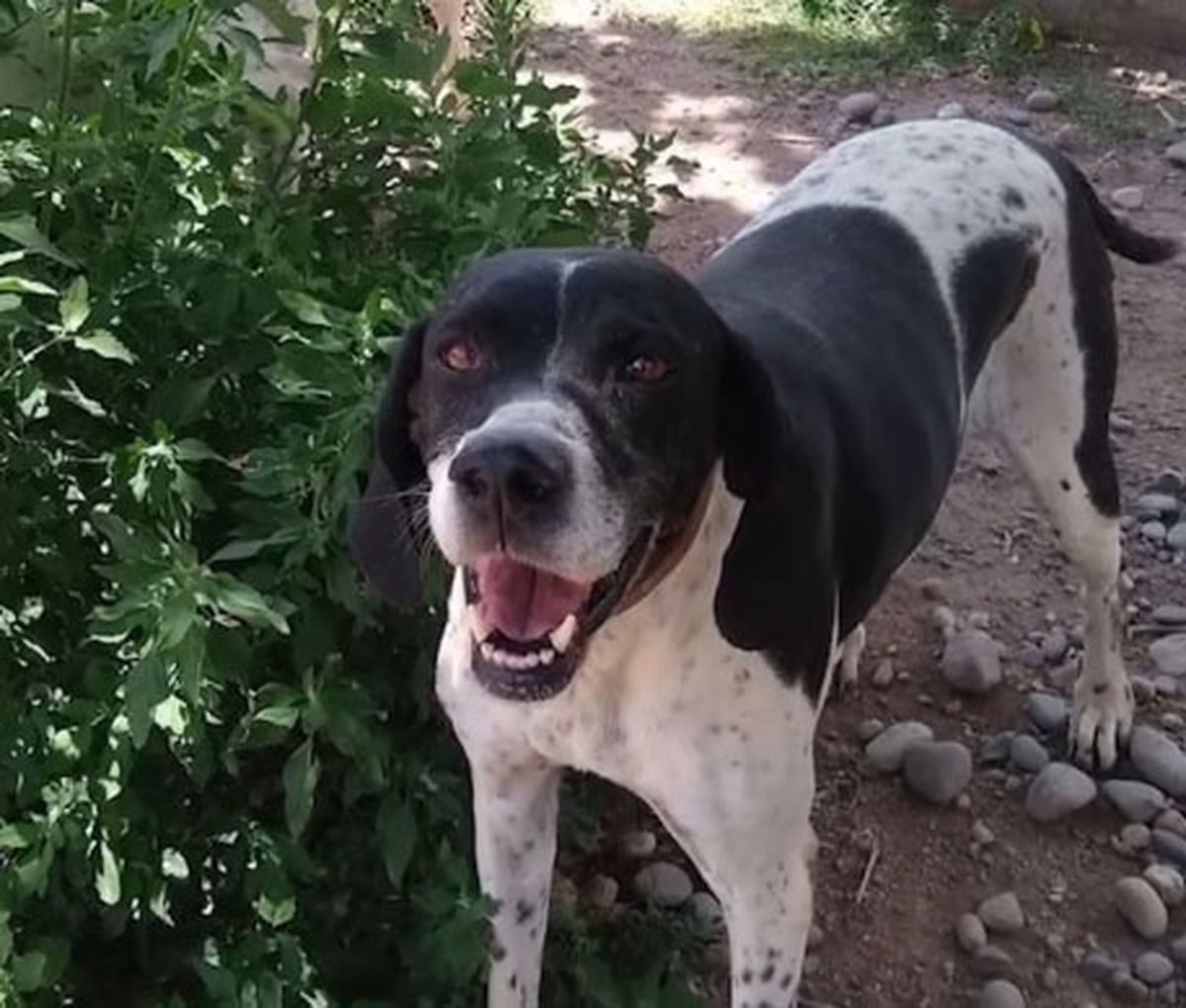 Coni vivió 13 años, de los cuales 12 los dedicó a esclarecer delitos en la Policía. Coni vivió 13 años, de los cuales 12 los dedicó a esclarecer delitos en la Policía.