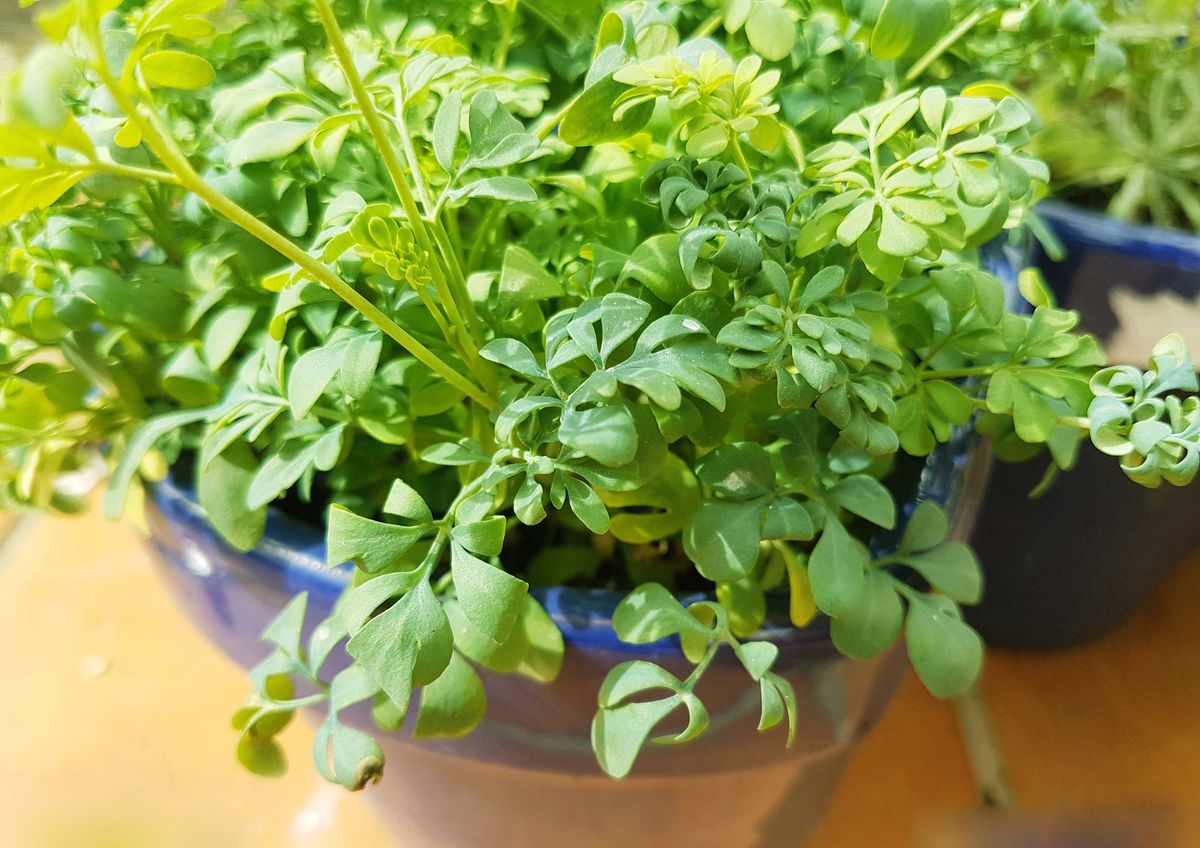 Qué significa tener la ruda en una maceta del jardín de casa